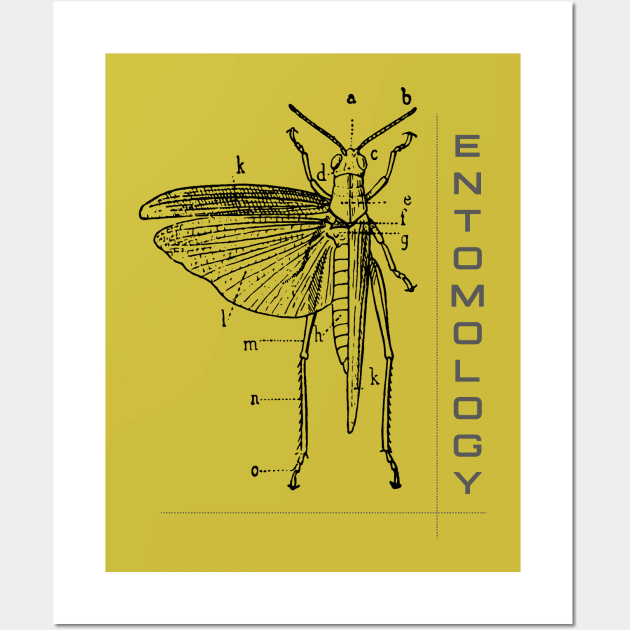 Entomology Wall Art by swirlydesign